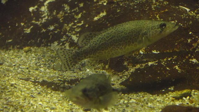 Korea freshwater fish ayu mandarin snakehead trout carp catfish minnow biology aquaculture 한국 서식 민물고기 은어 황어 쏘가리 가물치 무지개송어 누치 대농갱이 꺽지 담수어 하천 수산 생물 생태계 지리 토종