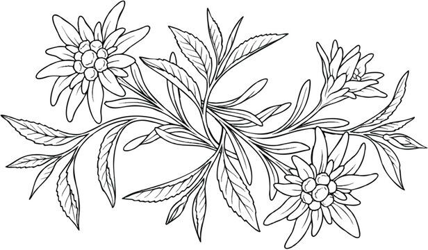Hand drawn alpine edelweiss branch cluster outline on a transparent background