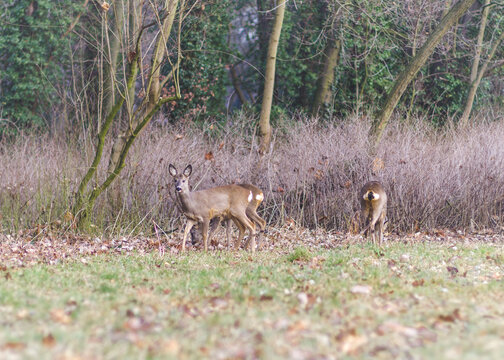 Dwie sarny (Capreolus capreolus) żerujące na skraju lasu i trawiastej polany. Autentyczne ujęcie dzikiej natury w Polsce, doskonałe do kampanii proekologicznych i edukacji biologicznej.