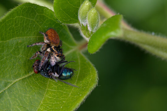 Une Saltique orang&eacute;e (Carrhotus xanthogramma) mange une mouche verte cach&eacute;e dans le feuillage