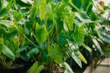 Philodendron plants growing in a greenhouse creating a vibrant green backdrop, showcasing tropical foliage and botanical garden scenes for horticulture and nature concepts © wifesun