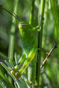 grasshopper on the grass