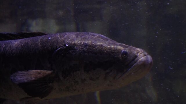 Korea freshwater fish ayu mandarin snakehead trout carp catfish minnow biology aquaculture 한국 서식 민물고기 은어 황어 쏘가리 가물치 무지개송어 누치 대농갱이 꺽지 담수어 하천 수산 생물 생태계 지리 토종