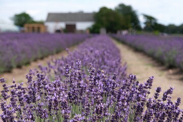 Obraz premium Beautiful scenery of blooming lavender field. Buildings of farm in background