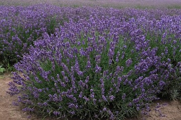 Obraz premium Beautiful scenery of blooming lavender field.