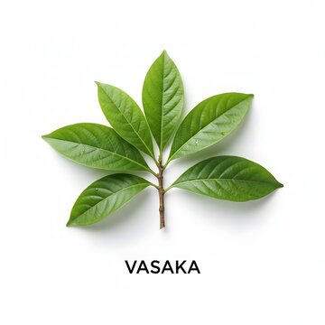 Fresh green vasaka plant leaves isolated branch for herbal medicine and natural wellness concept