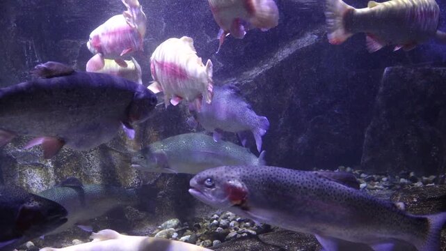 Korea freshwater fish ayu mandarin snakehead trout carp catfish minnow biology aquaculture 한국 서식 민물고기 은어 황어 쏘가리 가물치 무지개송어 누치 대농갱이 꺽지 담수어 하천 수산 생물 생태계 지리 토종
