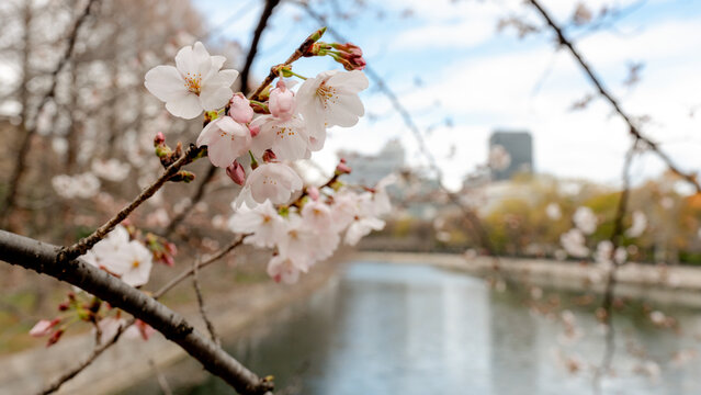Cherry blossoms by Osaka Castle's Inner Moat