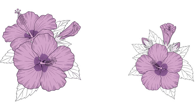 Elegant hand drawn violet hibiscus flower compositions with line art leaves isolated on white background.