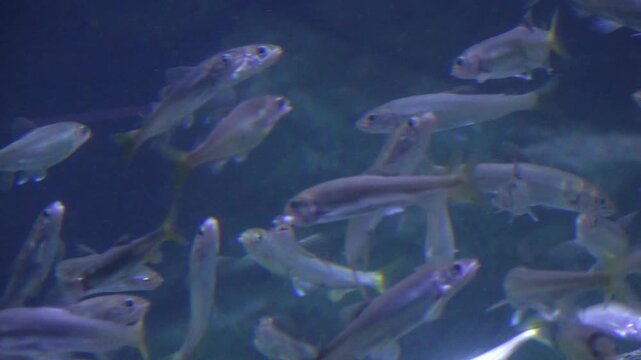 Korea freshwater sweetfish ayu swimming school under water marine biology river / 한국 토종 민물고기 은어 수중 촬영 헤엄 군영 무리 맑은 물 하천 바위 강 수산 생물 생태 자연 환경 생태계 식재료