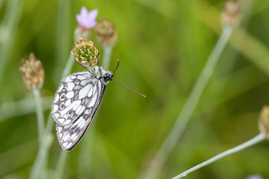 Macro Close-up of a Marbled White Butterfly Perched on a Wildflower in a Green Meadow