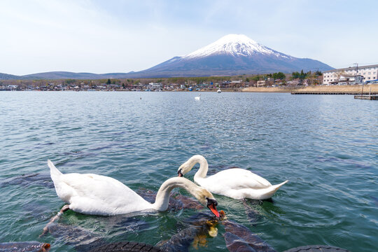 Swans and carp fish eating in front of Mt Fuji Lake Yamanakako Japan