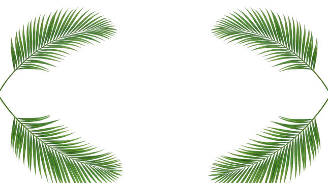 Tropical Palm Frond Corner Border Vector Minimal Botanical Frame with Green Palm Leaves