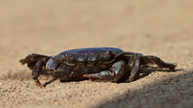 Small blue crab, possibly Callinectes spp.