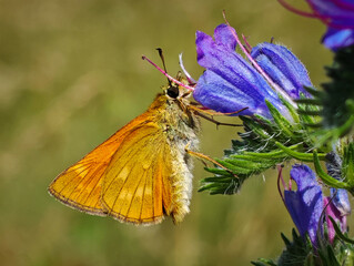 Close-up of a Large Skipper (Thymelicus sylvestris) feeding on the nectar of blue viper's bugloss (Echium vulgare) in a summer meadow in Hungary. © Tibor