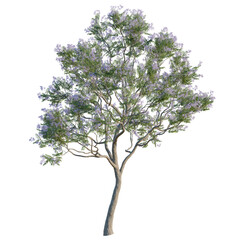 Obraz premium Jacaranda tree, elevation, front view, cutout, transparent background, isolate, Blooming Tree with Purple Flowers - Isolated on Black Background for Design Elements