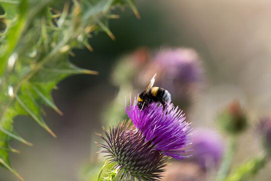 Macro Photography of a Bumblebee on a Blooming Thistle in Natural Habitat

