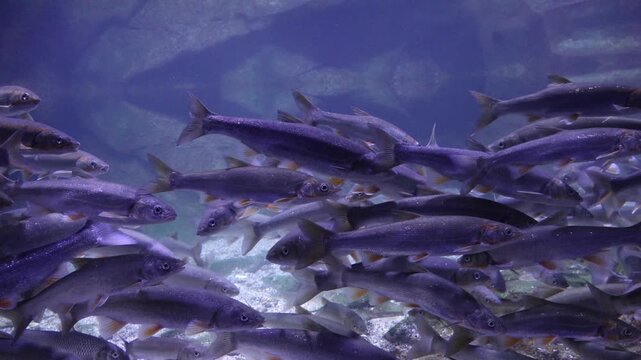 Korea freshwater fish mandarin snakehead trout carp catfish minnow biology aquaculture 한국 서식 민물고기 은어 황어 쏘가리 가물치 무지개송어 누치 대농갱이 꺽지 담수어 하천 수산 생물 생태계  토종