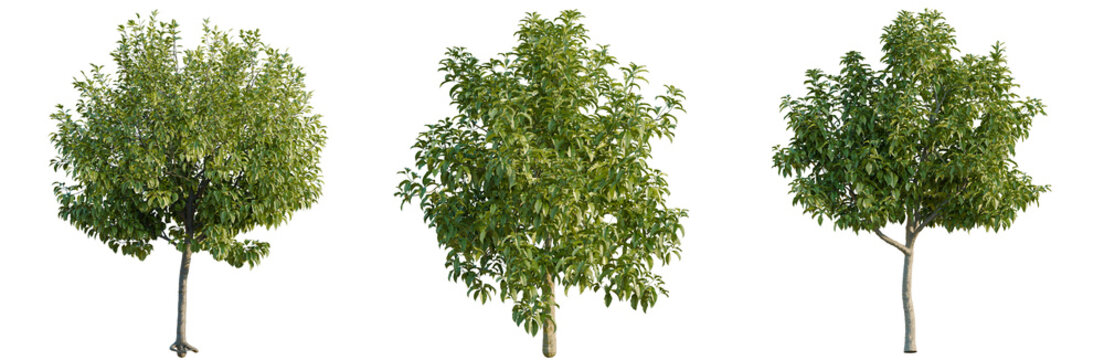 Michelia champaca tree, elevation, front view, cutout, transparent background, isolate, Three Lush Green Trees with Alpha Channel - Perfect for Landscape Design and Architectural Visuals