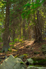 Fototapeta premium Sunlit forest path with rocks and pine trees in woodland