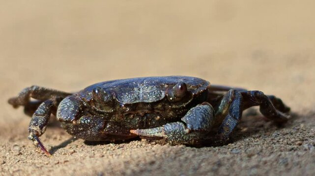 Small crab scuttles on sandy shore
