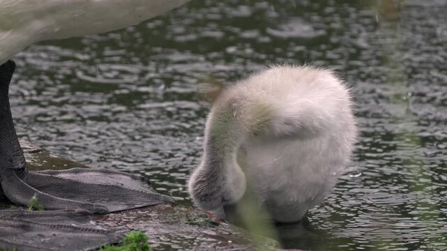 A baby swan cygnet cleaning itself in the rain