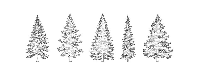 Fototapeta premium Minimal style CAD conifer trees elevation line drawing, Front view set of pine, fir, spruce and evergreen tree outline symbols for architectural landscape and woodland design. Vector illustration. Pla