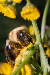 Bumble Bee with Face Covered in Pollen on Yellow Summer Bloom Macro © Stephen