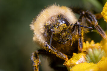 Bumble Bee with Face Covered in Pollen on Yellow Summer Bloom Macro © Stephen
