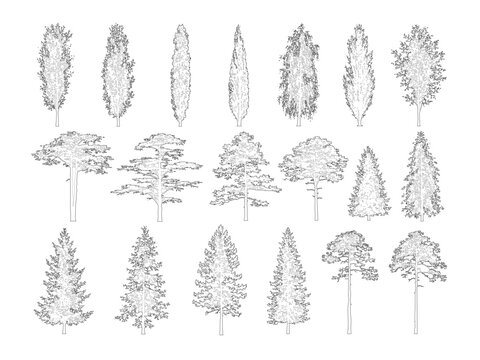 Minimal style CAD landscape trees elevation line drawing, Front view set of deciduous, conifer, columnar and umbrella tree outline symbols for architectural landscape design. Vector illustration. Plan