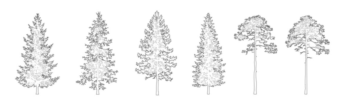 Minimal style CAD conifer and pine trees elevation line drawing, Front view set of tall spruce, fir, cedar and evergreen forest tree outline symbols for architectural landscape design. Vector illustra