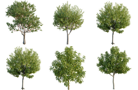 Michelia champaca tree shrub, plant bush, cutout, isolate transparent background, Collection of diverse trees with lush green foliage on a black background - perfect for landscaping designs.