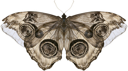 Owl butterfly with large eye spots on wings, isolated on transparent background © George