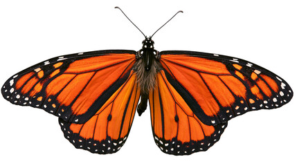 Vibrant orange monarch butterfly with black veins and white spots, isolated on transparent background © George