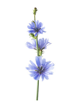 Blue chicory flower on green stem isolated on transparent background, botanical wildflower with delicate petals for herbal, nature and medicinal plant concepts. Chicory flower for design.