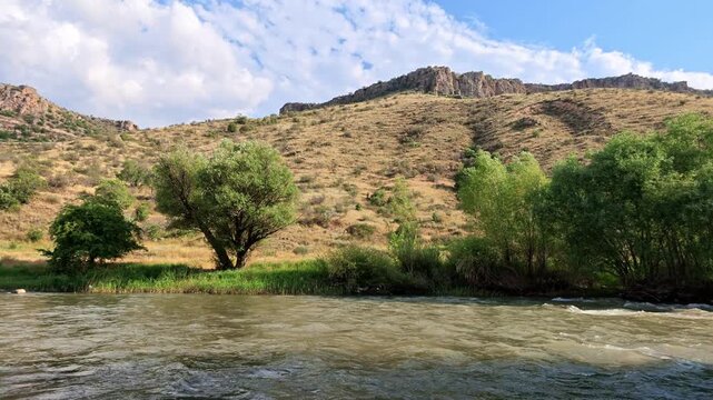 Riverbank with willows and other trees