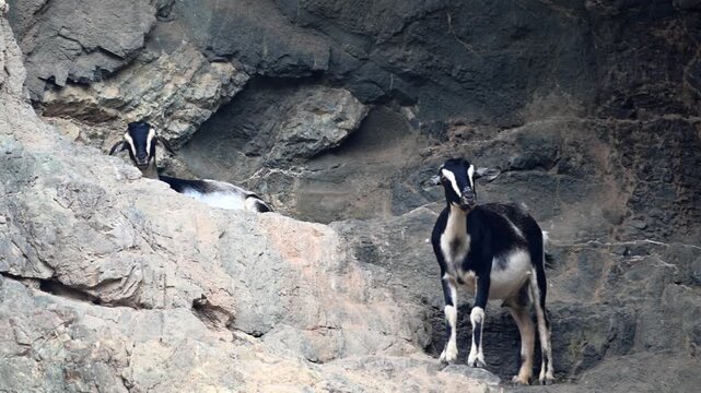 Majorera Goats Grazing in Volcanic Badlands, Traditional Goat Cheese Production, Fuerteventura and Lanzarote, Canary Islands