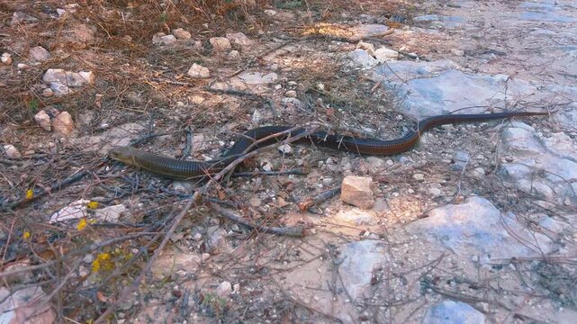 A European legless lizard crawling on a dry, rocky path in the countryside of Edirne, Turkey.
