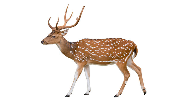 Spotted deer with large antlers walking, isolated on transparent background