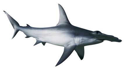 Fototapeta premium Great hammerhead shark swimming, isolated on transparent background