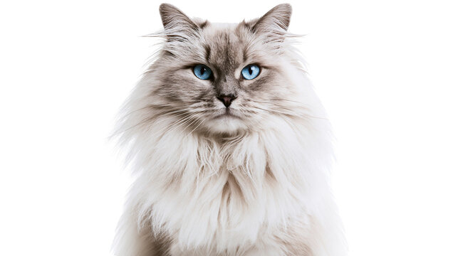 Fluffy long-haired Siberian cat with striking blue eyes, isolated on transparent background