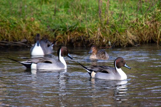 Northern pintails swimming