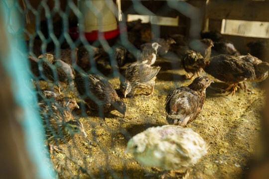 Small-scale poultry farming and avian breeding showing active quails inside a wire enclosure