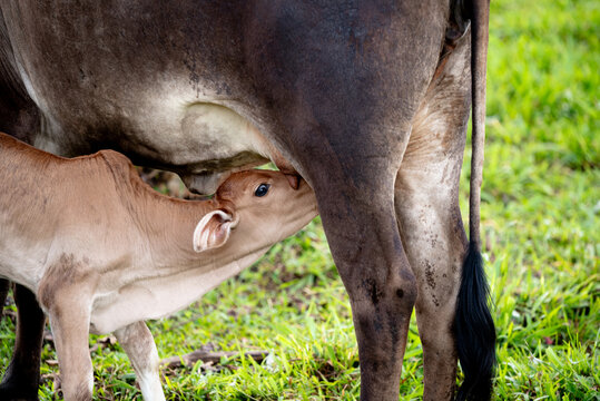 A cow in a field feeding and caring for her calf