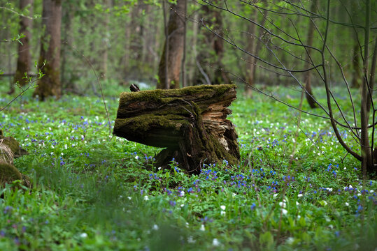 Vibrant spring forest with moss-covered tree stump