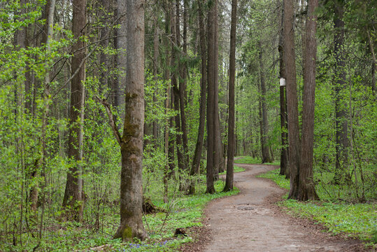 Spring forest with winding path and lush greenery