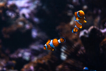 Two Clownfish with Dark Underwater Background © Monika