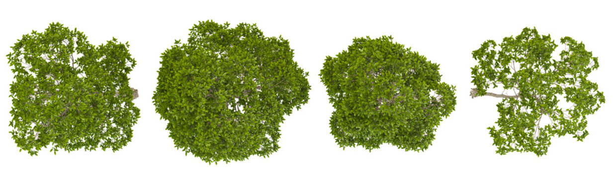 Collection of Celtis,Castanea plants on transparent background from the top view