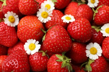 Naklejka premium Ripe strawberries and chamomile flowers as background, closeup
