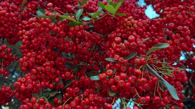 Close up panning of dense clusters of bright red Pyracantha berries on a bush with green leaves. Sunny autumn day